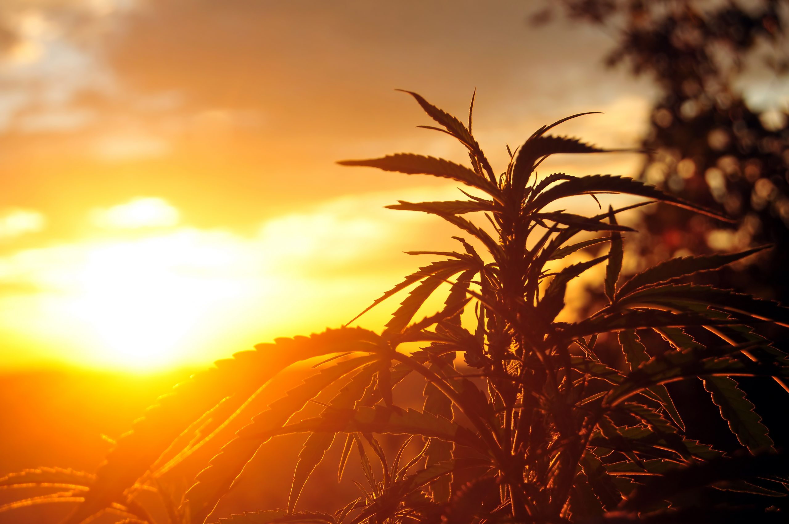 cannabis-plant-at-sunrise-PRX9XUJ-scaled.jpg